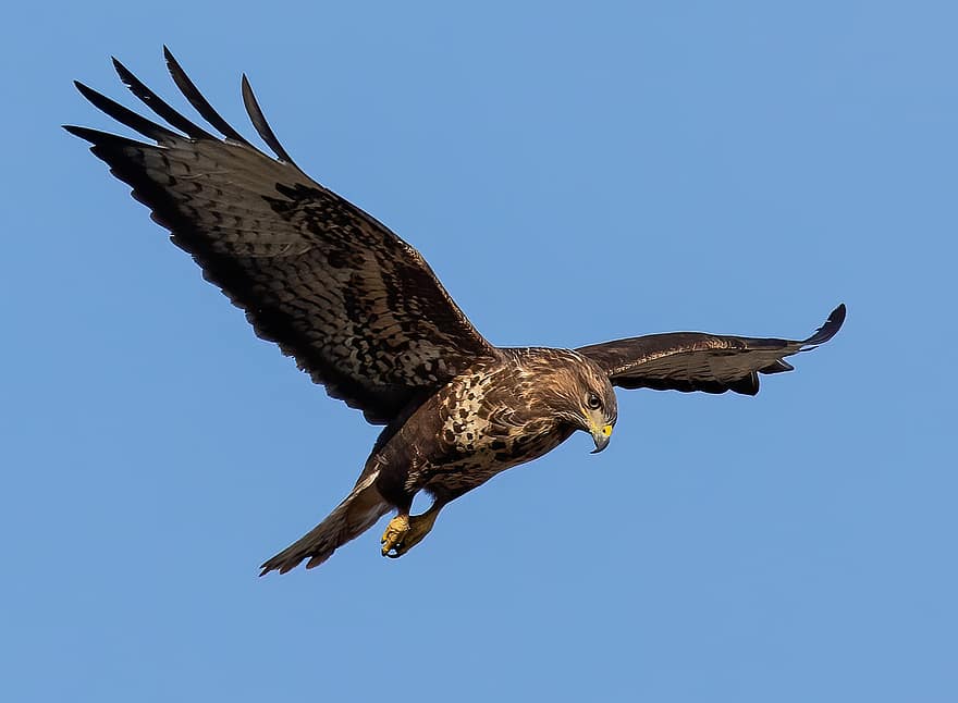 buzzard, ocell volador, avió comuna, rapinyaire, raptor, animal, vida salvatge, volant, animals a la natura, bec, ploma