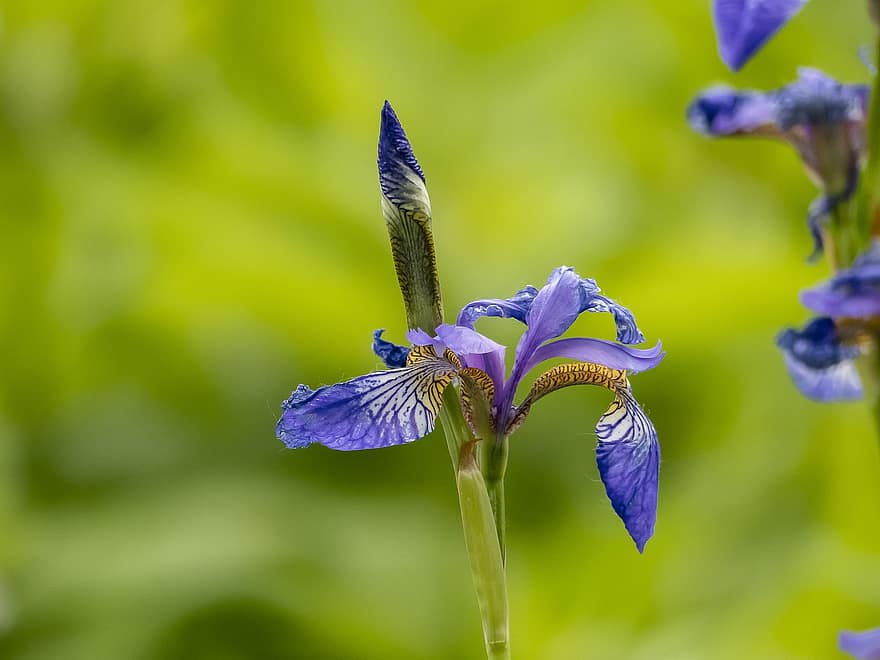 Flowers, Iris, Purple, Spring, Growth, Botany, Macro, Plant, Bloom, close-up, flower