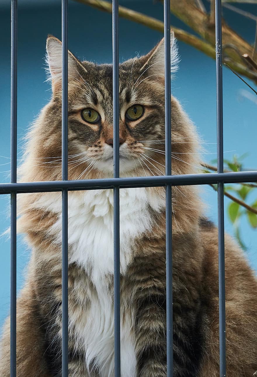 gato, felino, jaula, cárcel, animal domestico, depredador, mascotas, Gato domestico, linda, animales domesticos, mirando