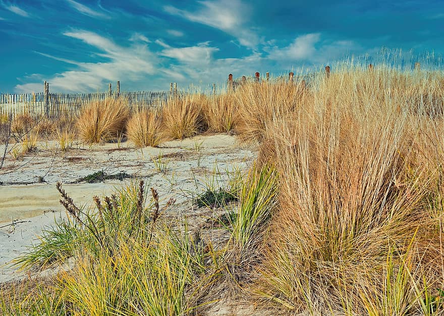 herba de platja, sorra, vora del mar, Costa, línia de costa, herba, paisatge, paisatge marí