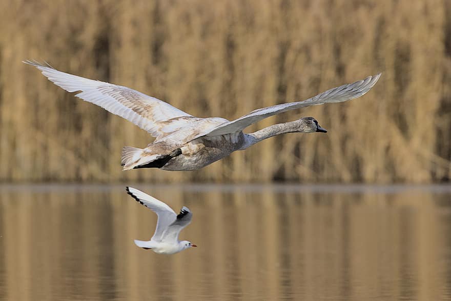 Swan, Seagull, Flying, Young Animal, Gull, Birds, Water Birds, Aquatic Birds, Wings, Plumage, Flight