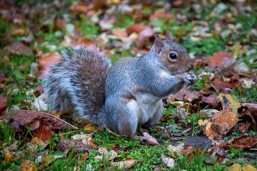 esquilo, roedor, comendo, animal, mamífero, animais selvagens, natureza, grama, outono, parque, folhas caídas