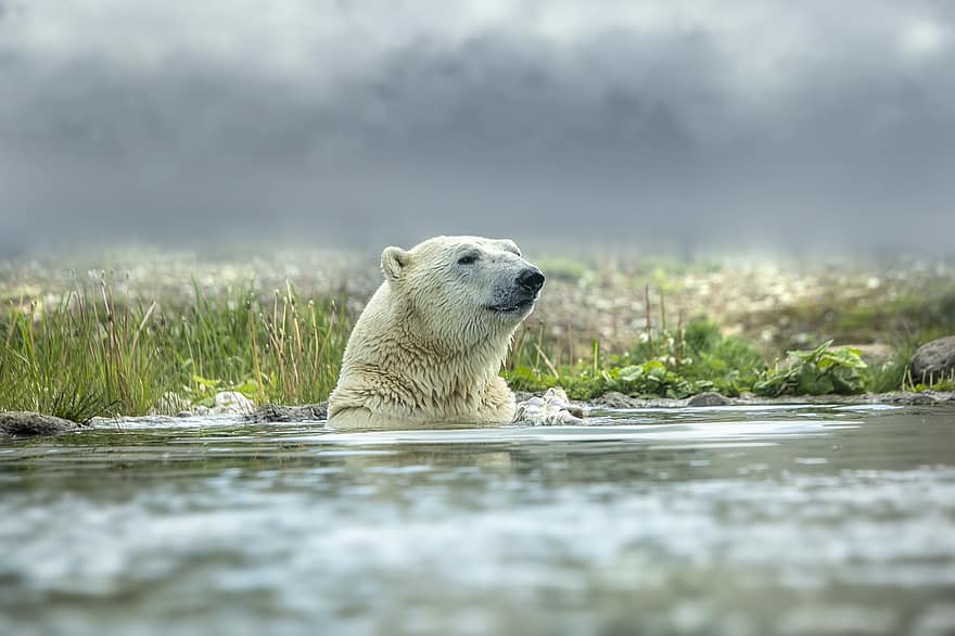 полярна мечка, мечка, Антарктида, застрашени видове, месояден, национален парк, животно, дивата природа, бозайник, природа, арктичен