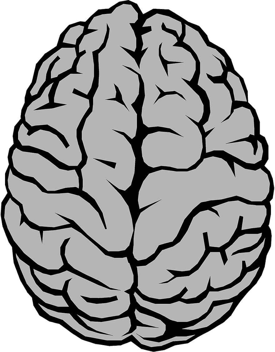 creier, anatomie, emisfere