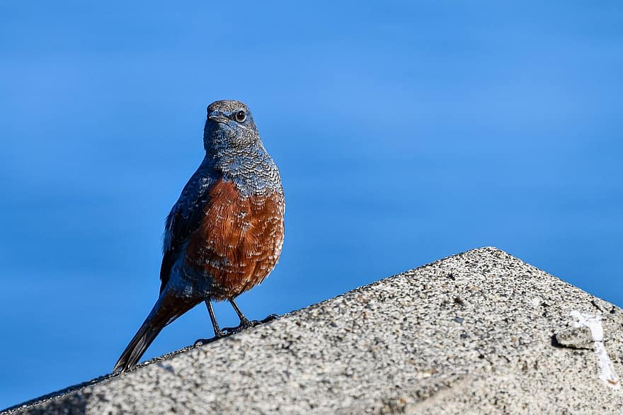Zorzal de roca azul, pájaro, posado