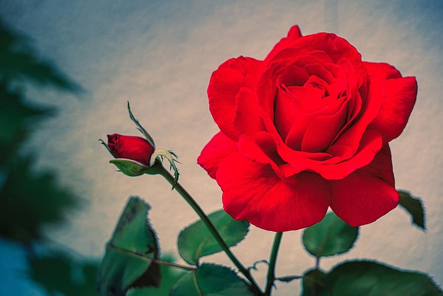 Rose, Blumenzweig, Rosenzweig, Blumen, Hochzeit, Natur, romantisch, blühen, Liebe, Dekoration, Geschenk