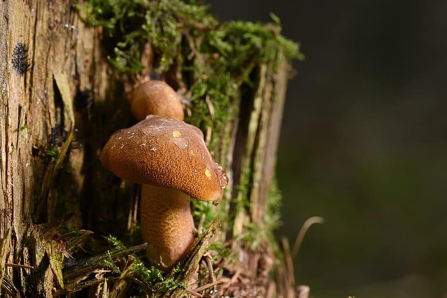 гриб, природи, ліс, лісовий гриб, грибок, поганка