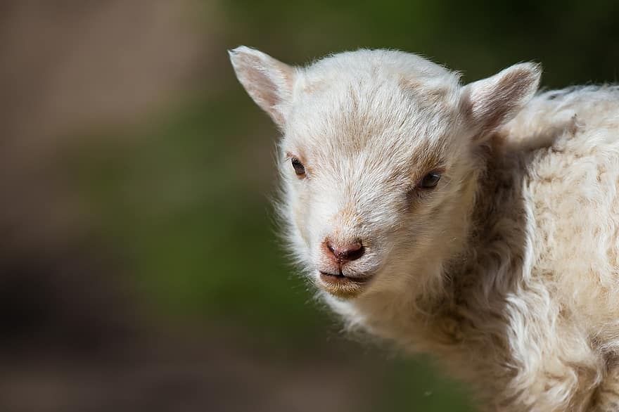 cừu, thú vật, chăn nuôi, động vật có vú, Vải, cừu trắng, nông nghiệp, nông trại, trong nước, dễ thương, đồng cỏ