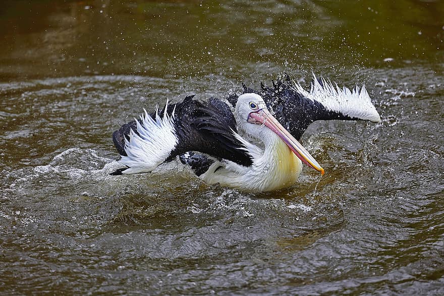 pelicano australiano, pássaro, animal, pelicano, animais selvagens, plumagem, penas, bico, agua, esguicho, aterrissagem