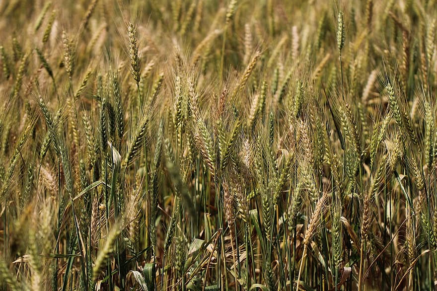 пшеница, поле, Пшеничное поле, ячмень, культуры, посевы пшеницы, пахотная земля, сельское хозяйство, ферма, выращивание, природа