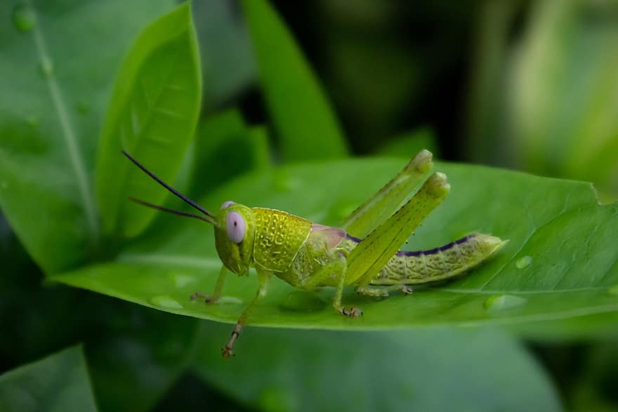 insekt, gresshoppe, entomologi, arter, makro, skapning, locust, natur, nærbilde, grønn farge, blad