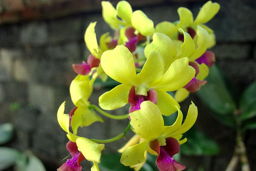 orkideer, blomster, gule blomster, kronblade, gule kronblade, flor, blomstre, flora, plante