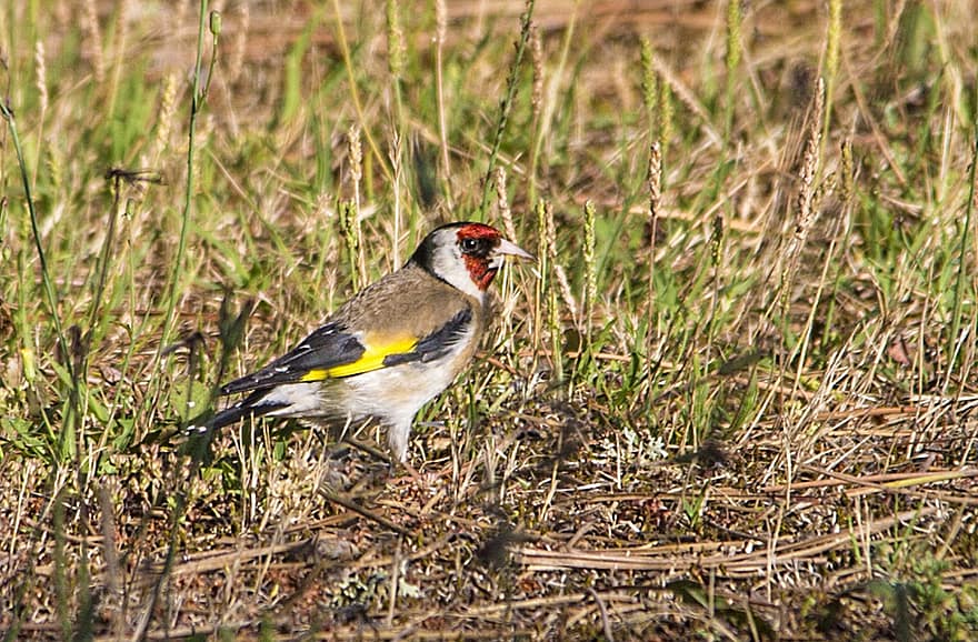 Bird, Goldfinch, Plumage, Feathers, Animal, Nature, Ornithology, Colorful, animals in the wild, beak, feather
