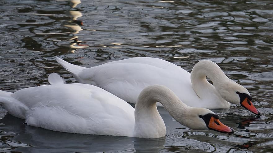 Swans, Couple, Lake, White Swans, Birds, Waterfowls, Water Birds, Aquatic Birds, Animals, Feathers, Plumage