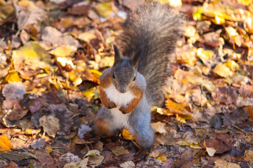 scoiattolo, roditore, animale, natura, Siberia, foresta, taiga, autunno, carina, animali allo stato selvatico, pelliccia
