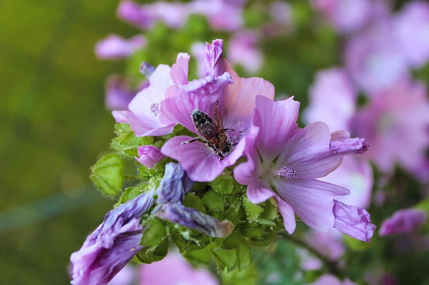 пчела, цветы, насекомое, пыльца, завод, нектар, летом, цвести, сад, цветение