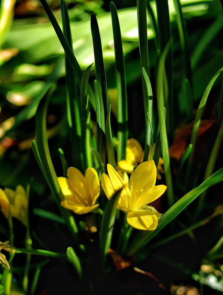 crocus, flowers, plants, nature, green color, plant, close-up, flower, springtime, summer, freshness
