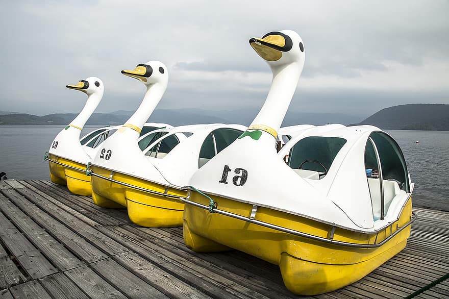 Japan, Lake, Hokkaido, Summer, Fun, Swans Water Sport, Tourism, Landscape