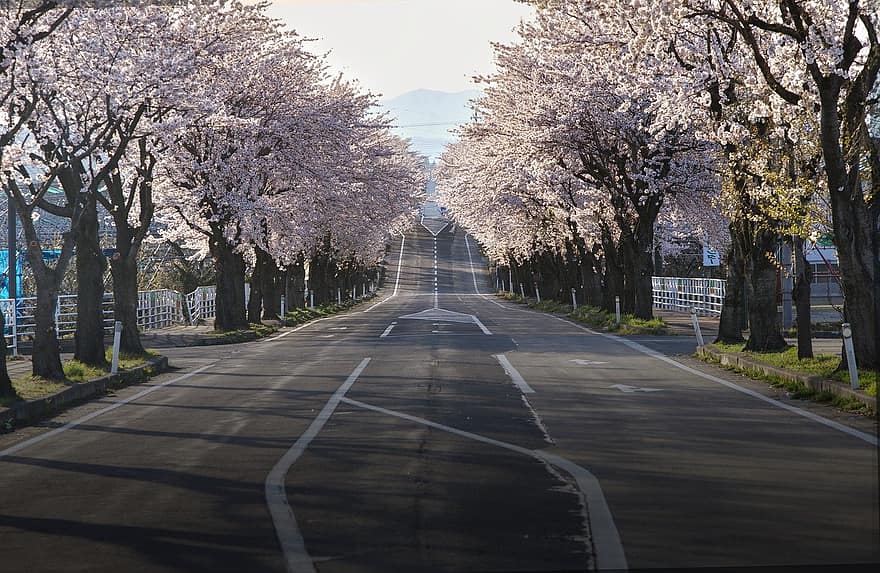 Flors de cirerer, carretera, Japó, sakura, viatjar, paisatge