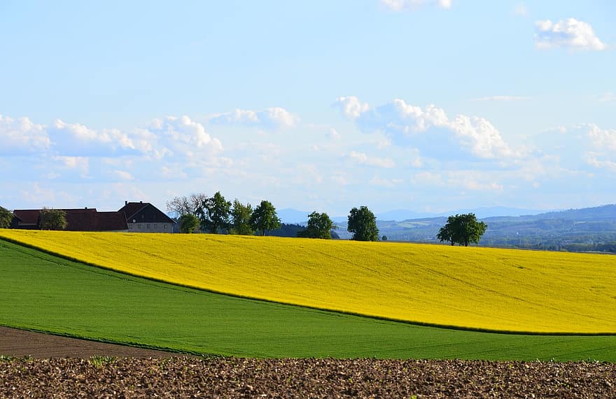 Rapsfeld, Feld, Hügel, ländlich, Landschaft, Wiese, Bauernhof, Kornfeld, Frühling, Acker-, gelbes Feld