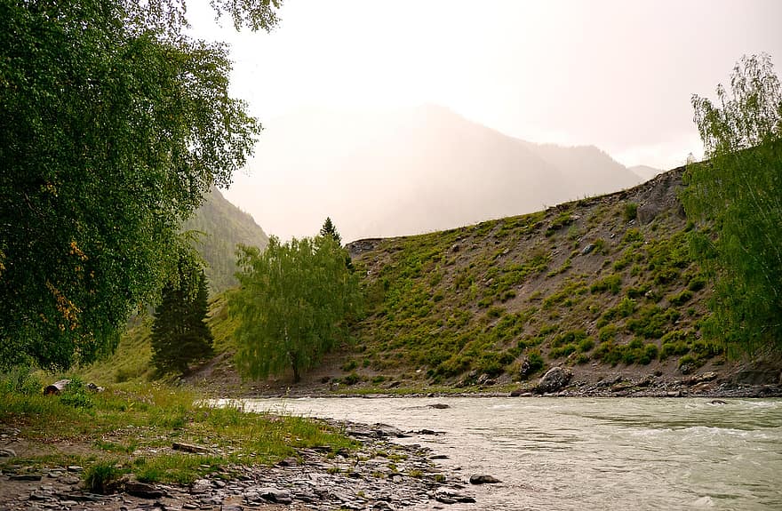 folyó, reggel, Altai, tájkép, hegyek, nyári, nyír erdő, hegy, erdő, zöld szín, fa