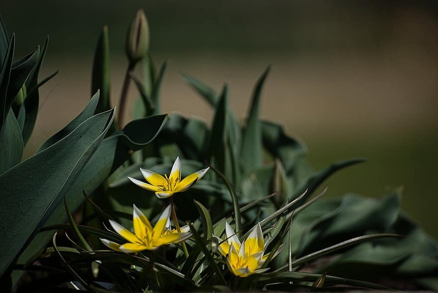 flors grogues, Tulipa Dasystemon, Varietat de tulipes, jardí, fons, fons de pantalla, primavera, florir, color verd, planta, estiu