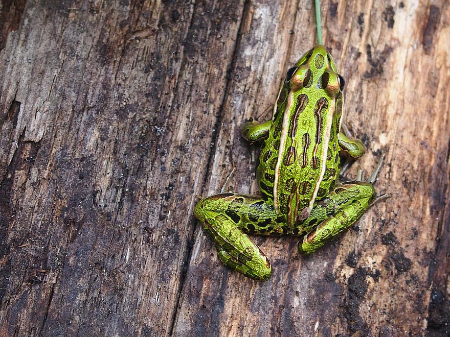 Frog, Green Frog, Amphibian, Animal, Green And Golden Bell Frog, Green Bell Frog, Green And Golden Swamp Frog, Nature