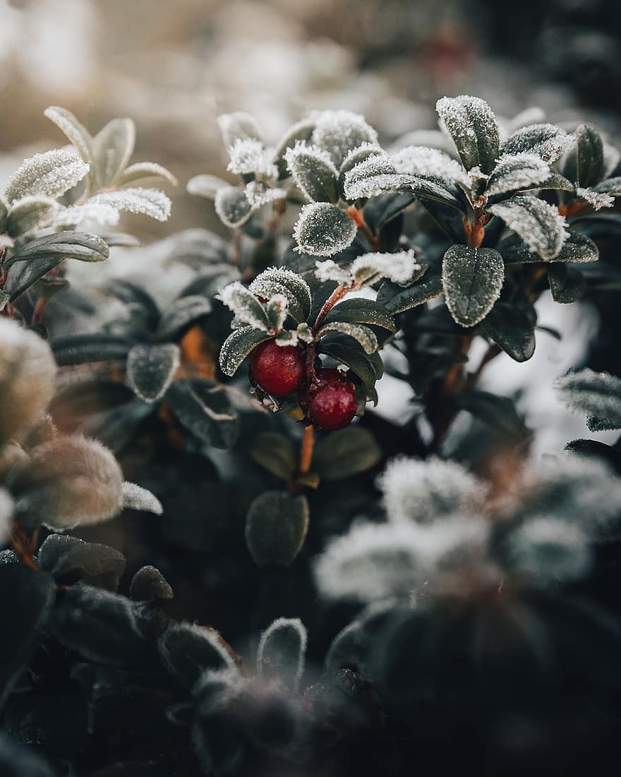 Lingonberry, Plant, Frost, Snow, Berries, Fruits, Winter, Ice, Leaves, leaf, close-up