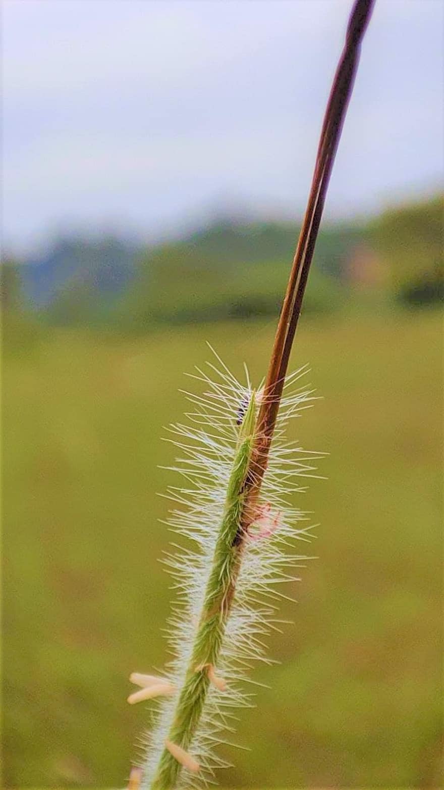 نجيل ، زهرة ، ضوء الشمس ، Heteropogon Contortus Grass Seed ، Heteropogon