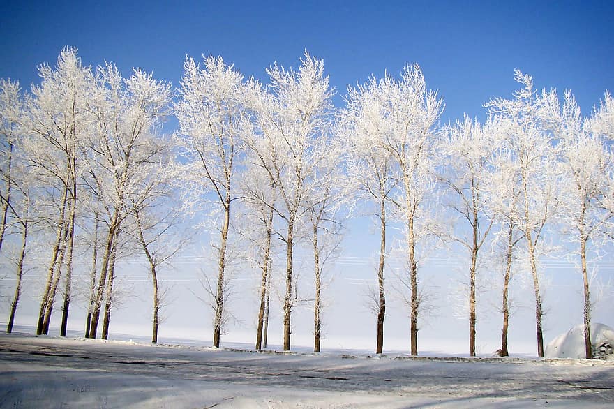 Bäume, Natur, Winter, Jahreszeit, draußen, Wald, Schnee, kalt, eisig, Frost