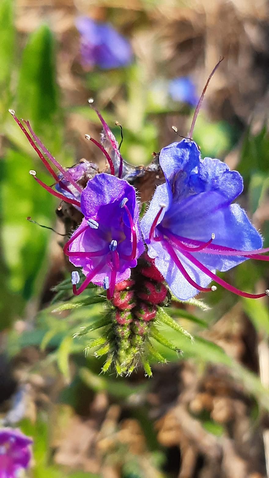 viper bugloss, virágok, növény, echium vulgare, blueweed, kék bogáncs, kék virágok, virágzás, vadvirágok, természet, megközelítés