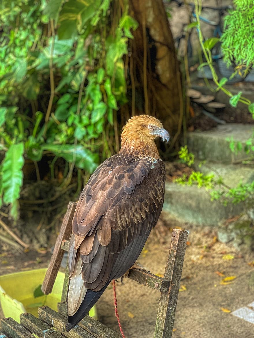 Bird, Raptor, Adler, Bird Of Prey, Bill, White Tailed Eagle, Feathers, Plumage, Ave, Avian, Ornithology