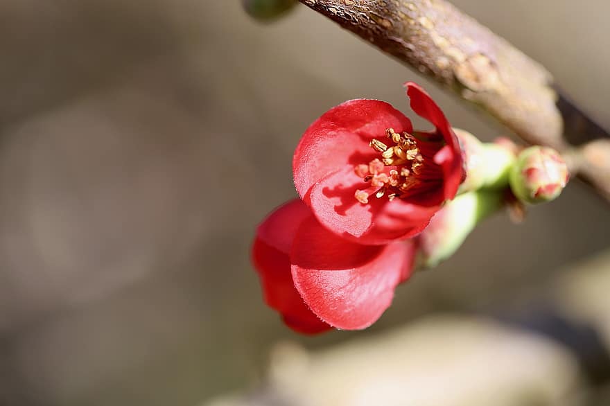 codony japonès, arbust ornamental, flor vermella, signes de la primavera, pètals, planta, flor, florir, floració primerenca