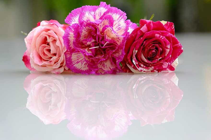 blomst, Rose, kronblade, kærlighed, skønhed, roser, lyserød, romantisk, afspejling, nellike