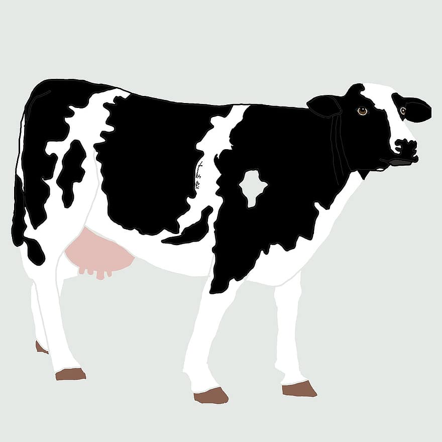 vaca, animal, animal de granja, granja, lechería, ganado, agricultura, blanco, rural, linda, mascota