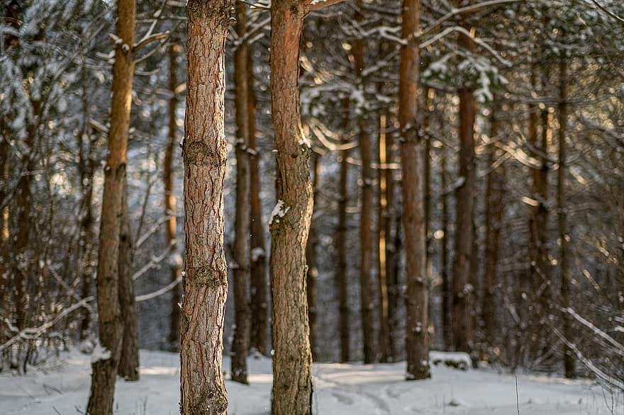 skog, träd, vinter-, snö, kall, björk, trän, barrträd, tall, säsong, landskap