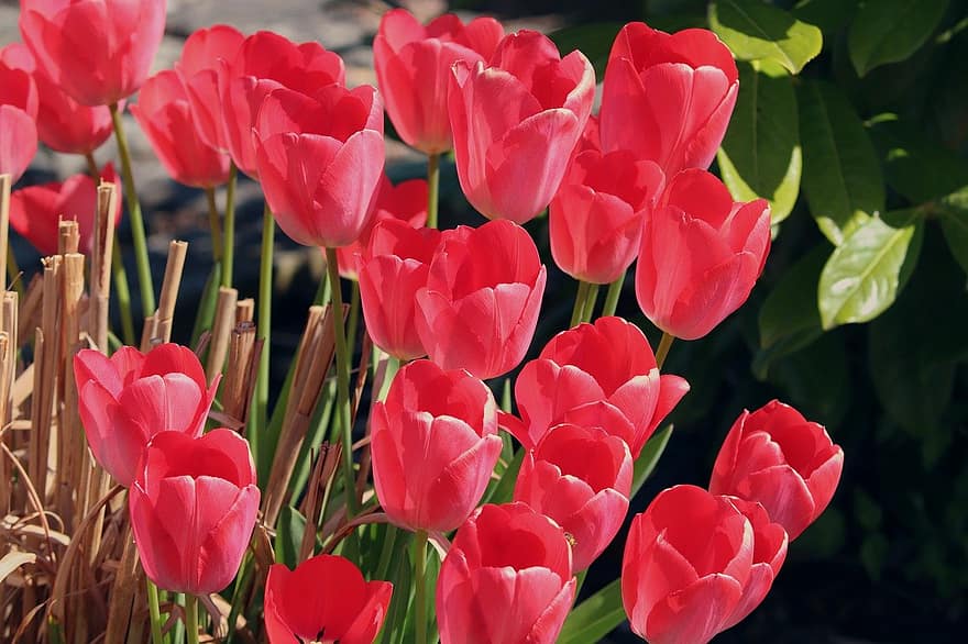 bunga-bunga, tulip, musim semi, musiman, alam, berkembang, botani, pertumbuhan, kelopak, makro, bunga tulp