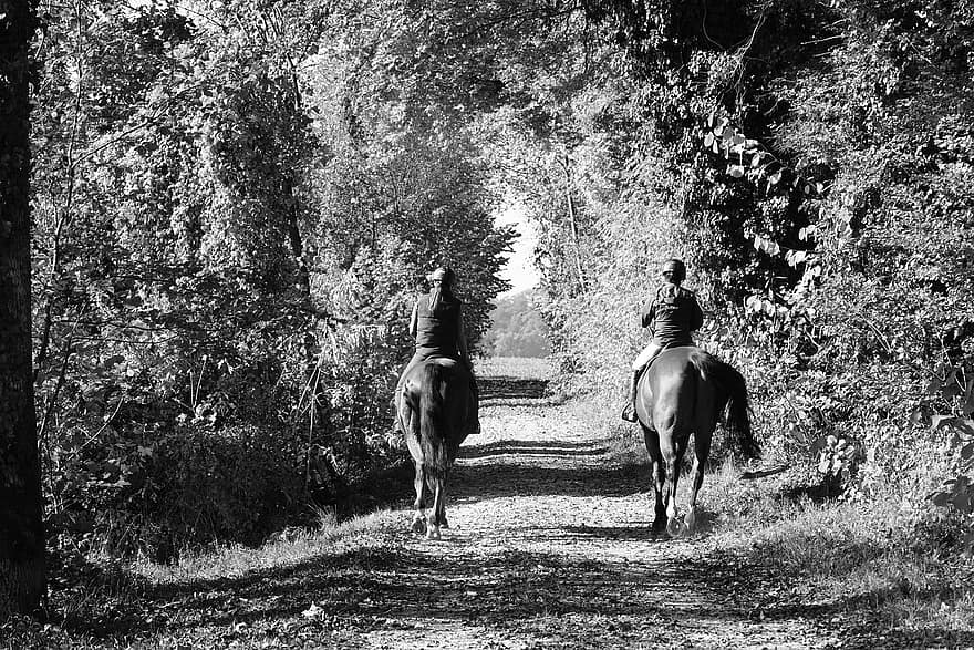 kuda, penunggang kuda, jalan, hutan musim gugur