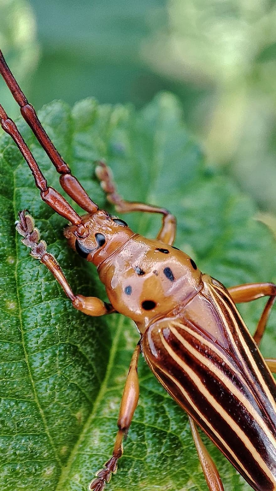 kumbang longhorn, serangga, daun, menanam, kumbang, arthropoda, margasatwa, taman, alam, merapatkan, makro