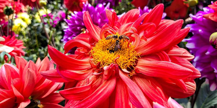 フラワーズ、蜂、受粉、昆虫、昆虫学、咲く、花、自然、庭園