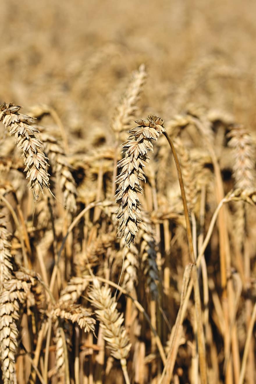 trigo, campo de trigo, cosecha, oreja, cereales, planta, tierra cultivable, granja, campo, agricultura