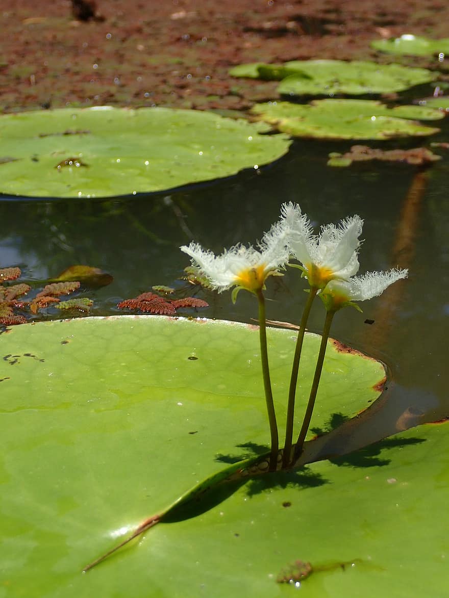 vandens lelijos, tvenkinys, gėlės