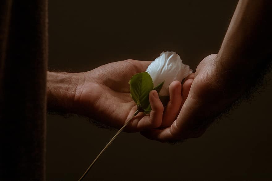 λουλούδι, τριαντάφυλλο, ανθίζω, άνθος, βοτανική, σύμβολο, ειδύλλιο, φύλλο, γκρο πλαν, ανθρώπινο χέρι, φυτό