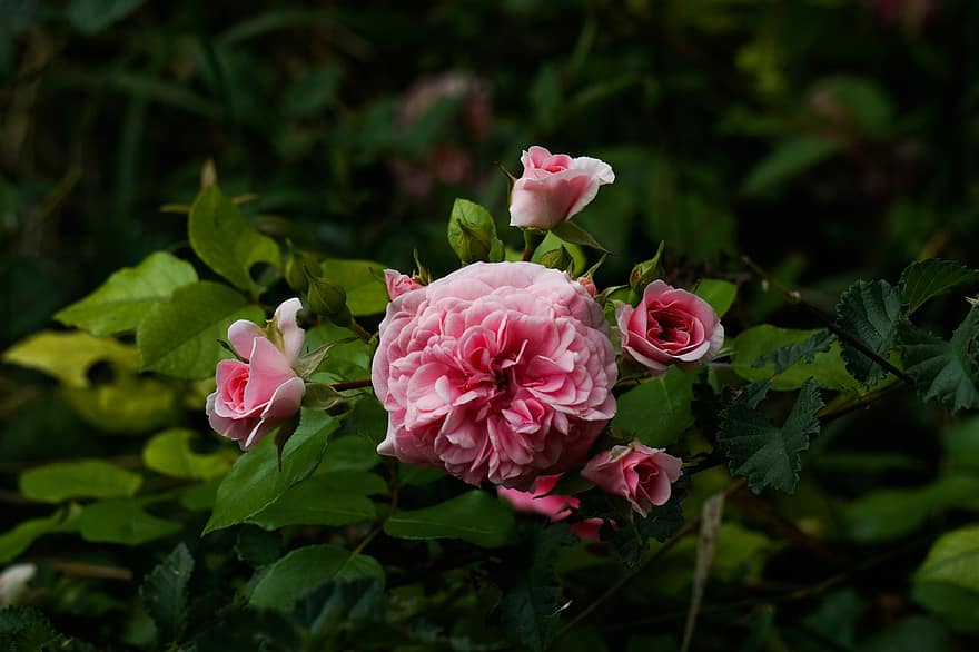 розовый, розы, цветы, весна, природа, букет, любить, летом, цветочный, романс, растения