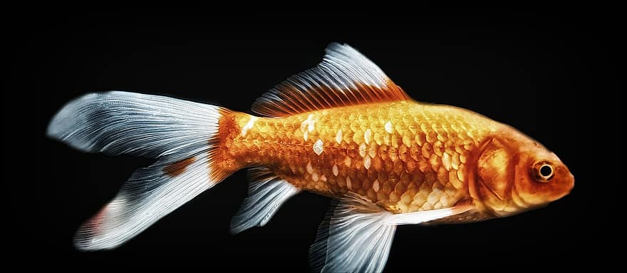Goldfish, Pond, Scales, Pet, Swimming, Fish, Yellow, Orange, Red, Animal, Koi