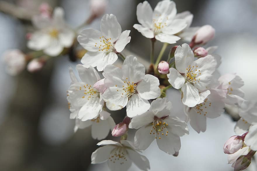 körsbärsblom, vit, blomma, blommor