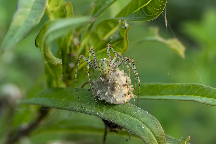 Lynx Spider, Spider, Spider Egg, Spider Egg Sac, Female Spider, Cobweb, Spiderweb, Spider Silk, Arachnid, Animal, Wildlife