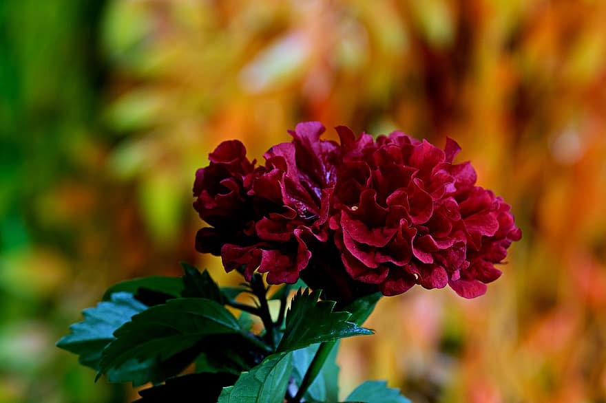 ibišek, květ, rostlina, hibiscus rosa sinensis, červená květina, okvětní lístky, listy, Příroda