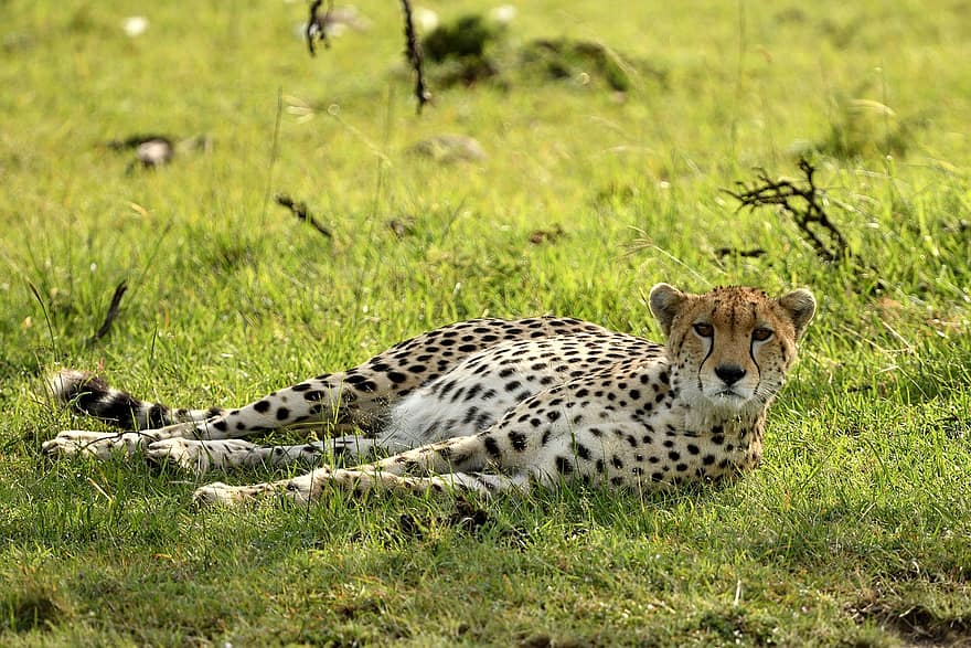 leopardo cazador, fauna silvestre, África, animal, maasai mara, naturaleza, mamífero, animales en la naturaleza, gato no domesticado, felino, animales de safari