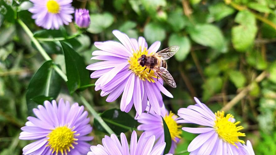цветок, пчела, опыление, энтомология, насекомое, природа